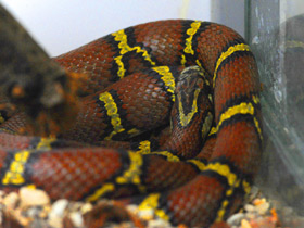 Фото Sinaloan milk snake