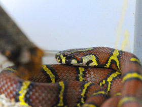 Фото Sinaloan milk snake