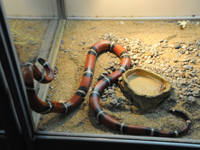 Фото Sinaloan milk snake