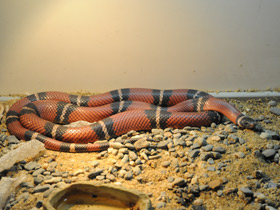 Фото Sinaloan milk snake