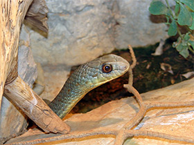 Фото Montpellier Snake