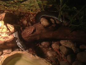 Фото Large-headed water snake