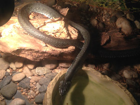 Фото Large-headed water snake