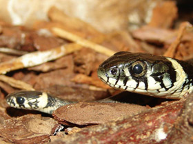 Фото Grass snake