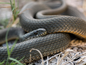 Фото Serpiente de dados