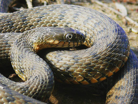 Фото Serpiente de dados