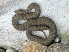 Фото Serpiente de dados