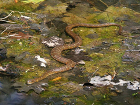 Фото Northern water snake