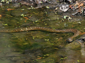 Фото Northern water snake