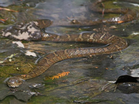 Фото Northern water snake