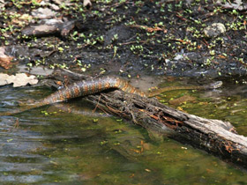 Фото Northern water snake