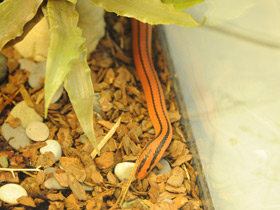 Фото Serpiente de bambú roja