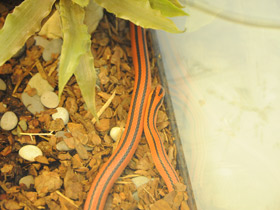 Фото Serpiente de bambú roja