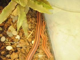 Фото Serpiente de bambú roja