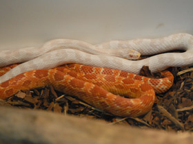 Фото Serpiente del maíz