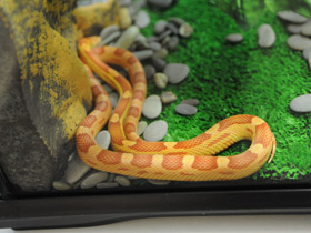 Фото Serpiente del maíz