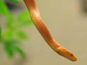 Фото Serpiente negra