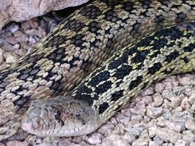 Фото Pacific gopher snake