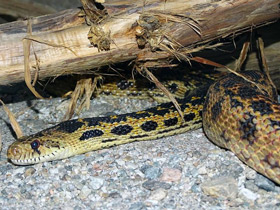Фото Pacific gopher snake