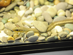 Фото Schokari Sand Racer