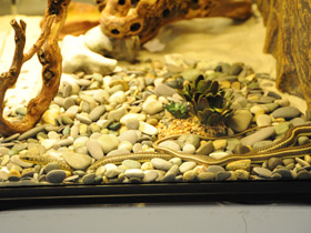 Фото Schokari Sand Racer