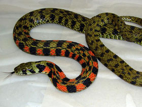 Фото Tiger keelback