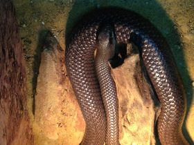 Фото Rufous Beaked Snake