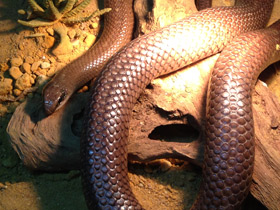 Фото Rufous Beaked Snake