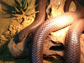 Фото Rufous Beaked Snake