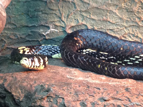 Фото Serpiente tigre