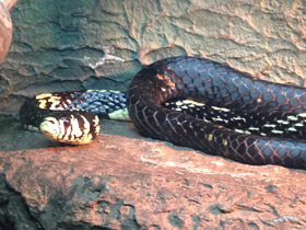 Фото Serpiente tigre