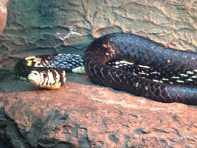 Фото Serpiente tigre