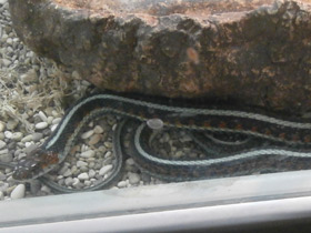 Фото Common garter snake