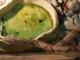 Фото Agkistrodon contortrix