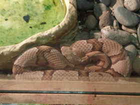 Фото Agkistrodon contortrix