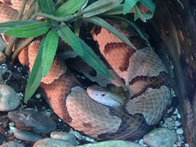 Фото Agkistrodon contortrix