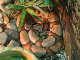 Фото Agkistrodon contortrix