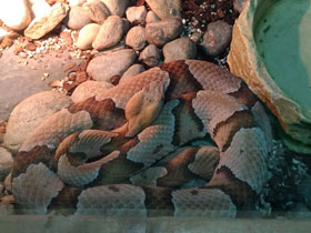 Фото Agkistrodon contortrix