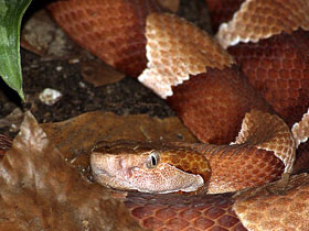 Фото Agkistrodon contortrix