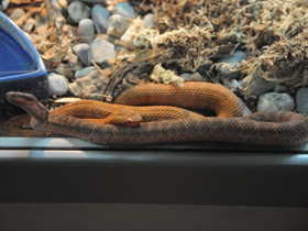 Фото Siberian pit viper