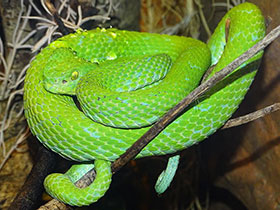 Фото Rowley's Palm Pit Viper