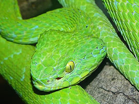 Фото Rowley's Palm Pit Viper