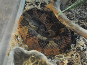 Фото Jumping viper