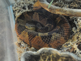 Фото Jumping viper