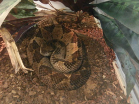 Фото Jumping viper