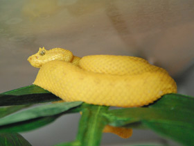 Фото Eyelash viper