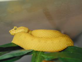 Фото Eyelash viper