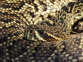 Фото Eastern diamondback rattlesnake