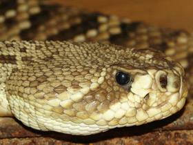 Фото Eastern diamondback rattlesnake