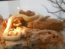 Фото Texas diamond-back